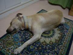 Sleeping Beauty!  Shoubi - Pit Bull Terrier Bitch