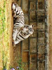 Indian White Tiger