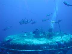 Divers at work 1.jpg