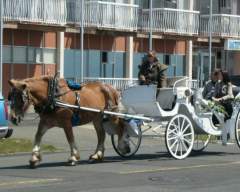 Cart Horse Ride in Victoria, B.C