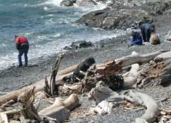 Bird Houses from Driftwood - Two