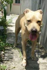 He he! My Favorite Pit Bull Terrier!