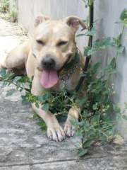 He he! My Favorite Pit Bull Terrier!