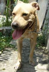 He he! My Favorite Pit Bull Terrier!