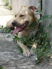 He he! My Favorite Pit Bull Terrier, Mahaba ang Dila&#33