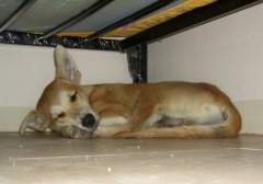 Sweet Little Puppy Dog sleeping Under the Bed!