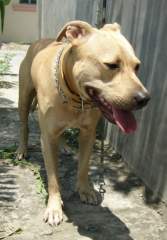 He he! My Favorite Pit Bull Terrier!