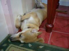 Jumong, the Bionic Super Dog!