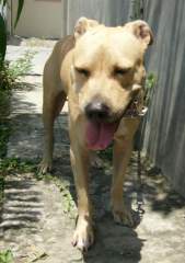 He he! My Favorite Pit Bull Terrier!