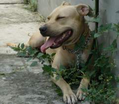 He he! My Favorite Pit Bull Terrier, Mahaba ang Dila&#33