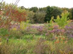 fall flowers