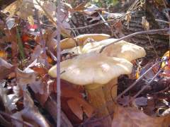 mushrooms in the fall leaves