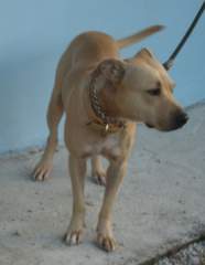 Shoubi - My Lovely, Cute Pit Bull Terrier Bitch