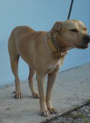 Shoubi - My Lovely, Cute Pit Bull Terrier Bitch