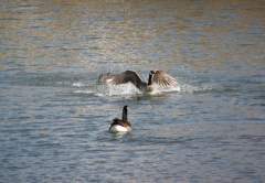Canadian Geese