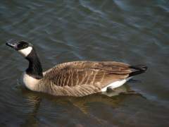 canadian goose drinking water