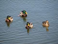 Family of Ducks