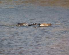 Pair of Canadian Geese