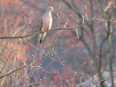 Mourning Dove on a branch