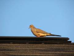 Mourning Dove