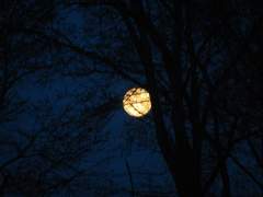Moon setting behind the trees