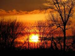 trees, clouds and the sun