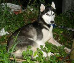 MeiMei - My beautiful young Siberian Husky
