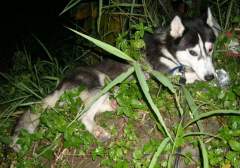 MeiMei - My beautiful young Siberian Husky