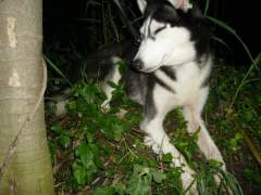 MeiMei - My beautiful young Siberian Husky