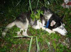 MeiMei - Sleeping young Siberian Husky