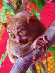 emo tarsier