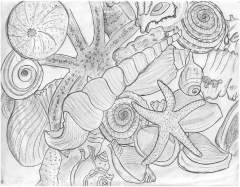 Seashells