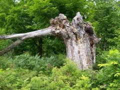 JUST A BIG OLD TREE