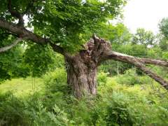 JUST A BIG OLD TREE