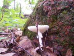 MUSHROOM