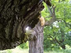 TREE FUNGUS