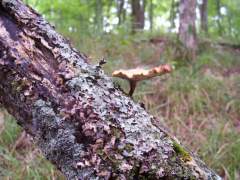 TREE FUNGUS