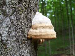 TREE FUNGUS
