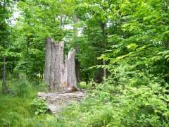 JUST A BIG OLD TREE