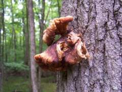 TREE FUNGUS