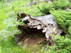 JUST A BIG OLD TREE