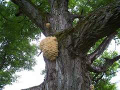 TREE FUNGUS