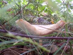 MUSHROOM