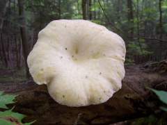 MUSHROOM
