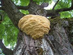 TREE FUNGUS