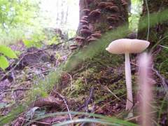 MUSHROOM