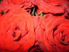 beautiful red rose..