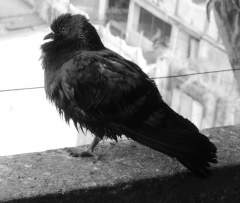 Pigeon