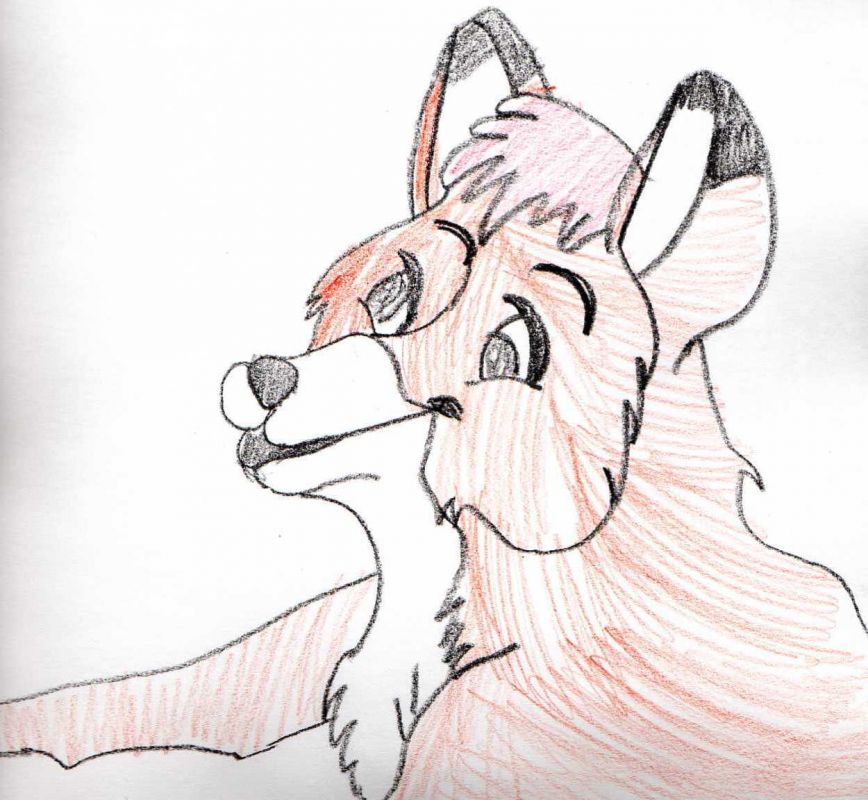 Todd The Fox - Drawings, sketches, cartoons - (any media, any subject ...