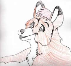 Todd The Fox